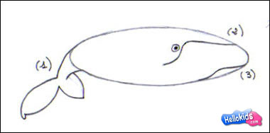 whale-drawing-lesson3