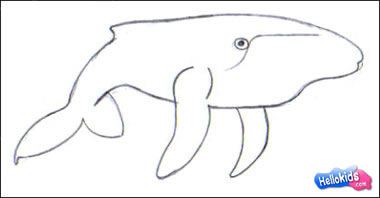 whale-drawing-lesson4