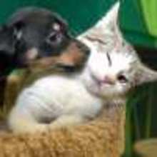 Animal videos - Videos