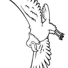 Bald Eagle American Flag Coloring Pages Hellokids Page Color Online