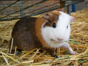 guinea-pig-picture