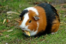 guinea_pig