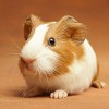 Understanding your guinea pig