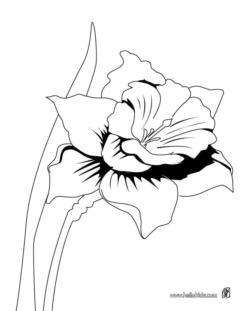 daffodil coloring pages for kids - photo #38