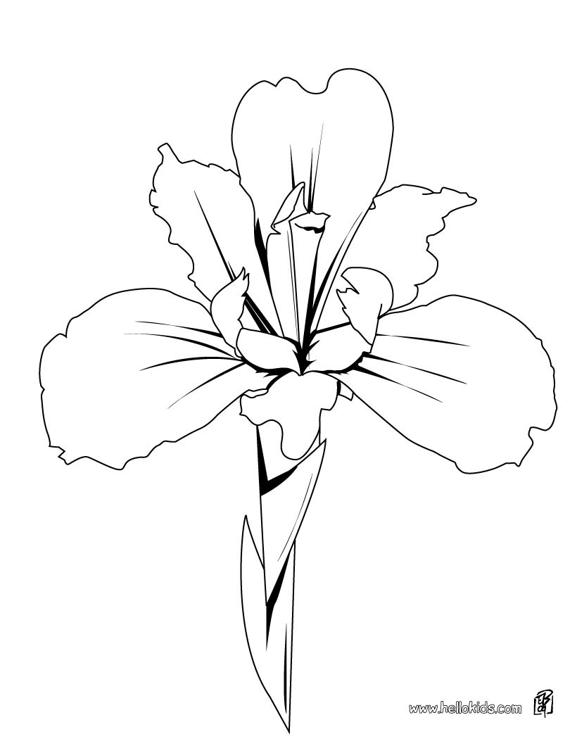 Orchid Coloring Page