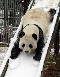 Animal-fun-bear