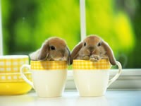 animal-fun-rabbits