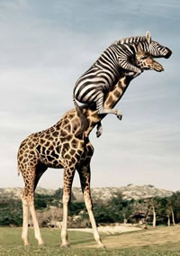 animal-fun