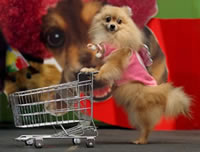 fun-dog