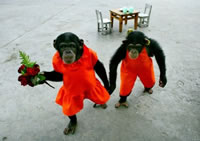 monkeys-fun