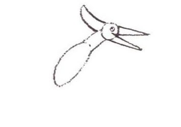 pteranodon-step2