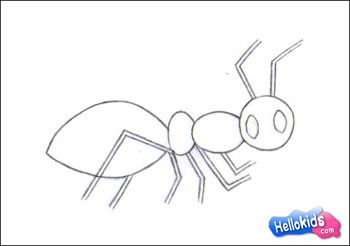 ANT drawing lesson