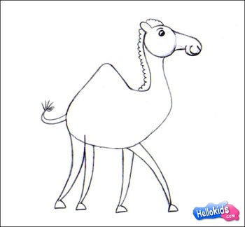 how-to-draw-camel-step4