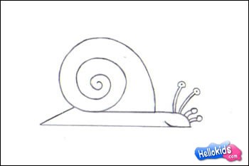 LAND SNAIL drawing lesson