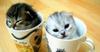 CUTE LITTLE KITTENS  - Pictures - ...by members of hellokids.com
