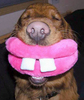 funny dog  - Jokes - ...by members of hellokids.com