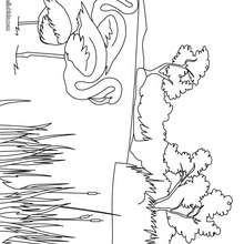 Camargue flamingos coloring page - Coloring page - COUNTRIES Coloring Pages - FRANCE coloring pages