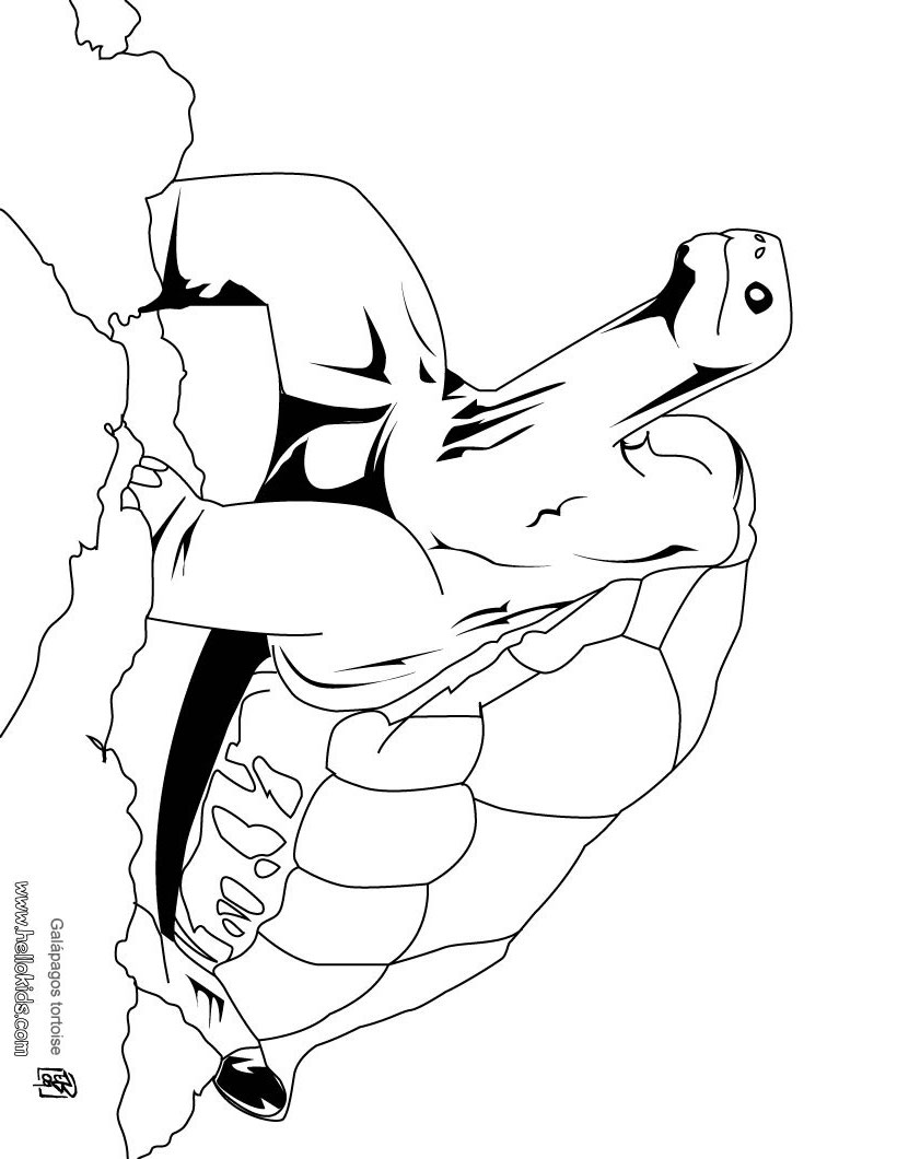 galapagos-tortoise-coloring-page