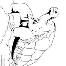 Galapagos tortoise coloring page - Coloring page - ANIMAL coloring pages - REPTILE coloring pages - TORTOISE coloring pages - GALAPAGOS TORTOISE coloring pages