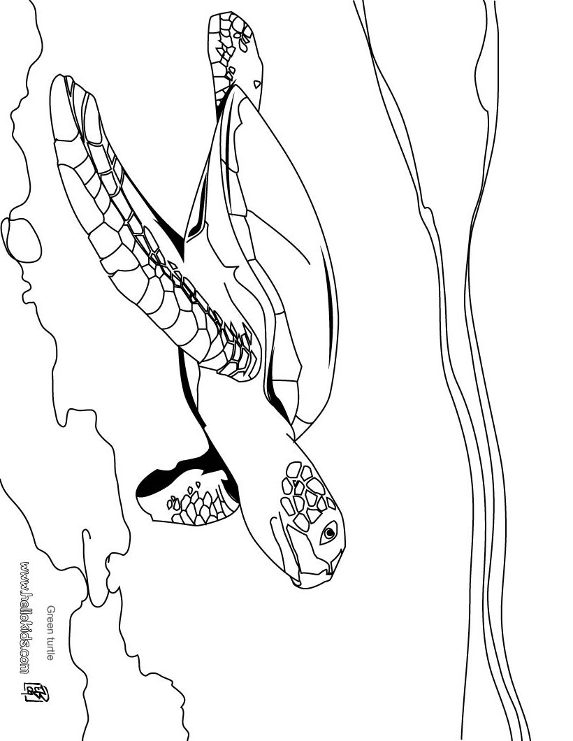 green-turtle-coloring-page