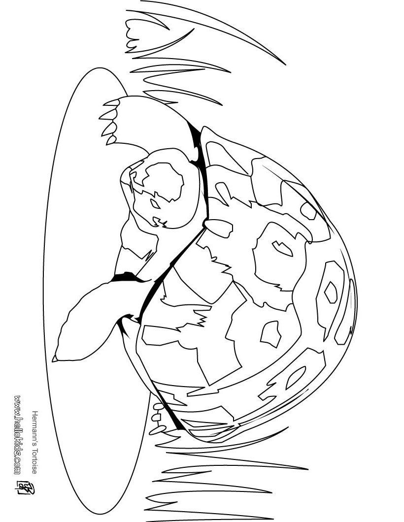galapagos turtle coloring pages - photo #34