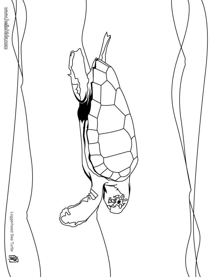 Loggerhead-sea-turtle-coloring-page