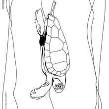 Loggerhead sea turtle coloring page - Coloring - ANIMAL coloring pages - REPTILE coloring pages - TURTLE coloring pages - LOGGERHEAD SEA TURTLE coloring pages