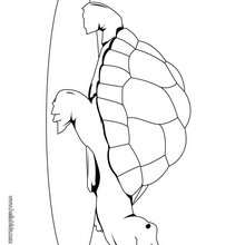 Cute turtle coloring page
