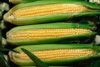 corn-1