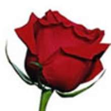 Valentine's Day and the Language of Flowers