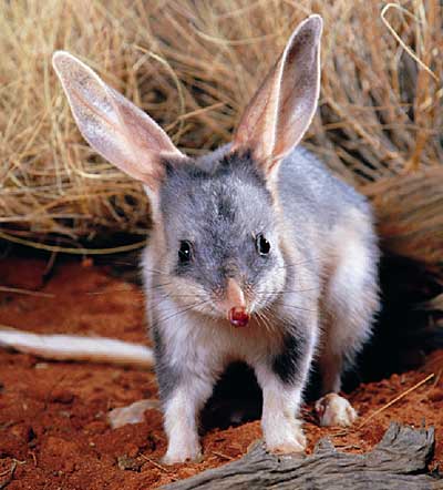 australian bilby