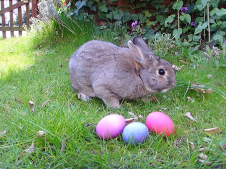 easter bunnies pictures. Easter Bunny