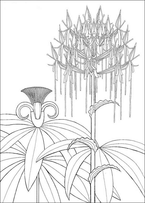 Coloring Pages Of Flowers For Adults. 2011 coloring pages of flowers