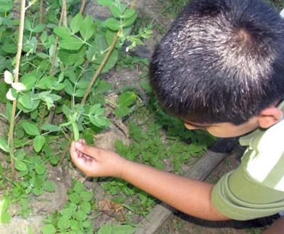 boy with plant