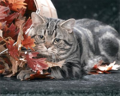 american shorthair