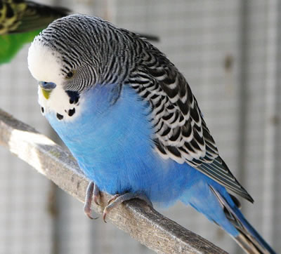 budgie