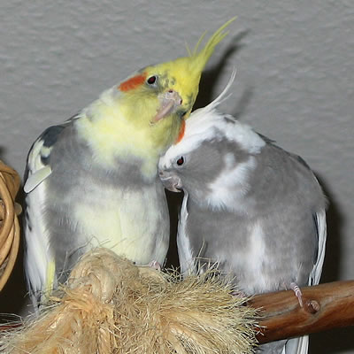 Cockatiels