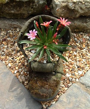 container garden