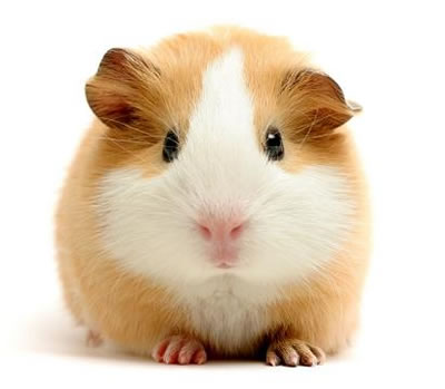 guinea_pig