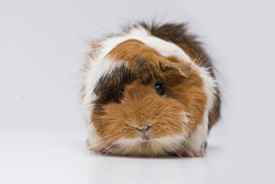 guinea pig2