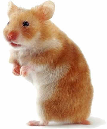 hamster