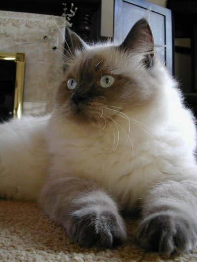 ragdoll