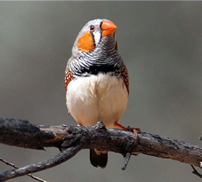 Zebra Finch Pet