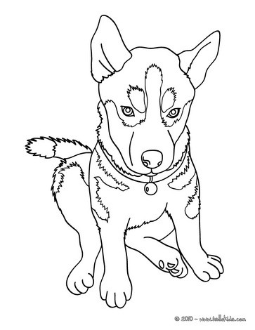 Free Online Coloring Pages on Husky Coloring Page   Husky Dog Coloring Pages