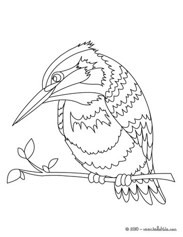 Common kingfisher coloring pages - Hellokids.com