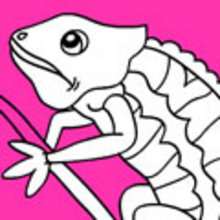 CHAMELEON coloring pages - ANIMAL coloring pages - Coloring page