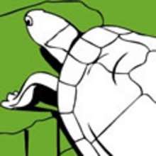 TORTOISE coloring pages - ANIMAL coloring pages - Coloring page