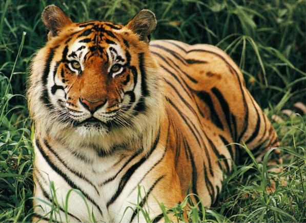 The Bengal Tiger.