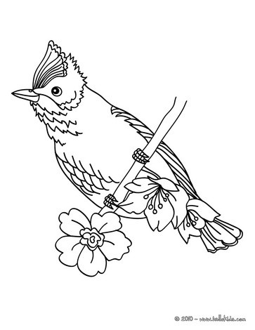 Bird Coloring Pages on Nice Coloring Page  Enjoy Coloring This Bird To Color In For Free