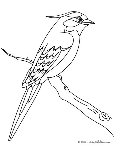 Bird Coloring Pages on Bird Picture To Color Bird To Color In Cute Bird Coloring Page